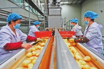 注重良种推广 打造马铃薯品种选育和种薯扩繁基地